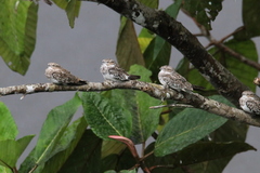 Chordeiles rupestris