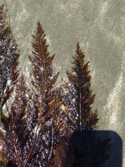 Desmarestia ligulata