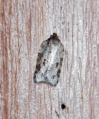 Acleris placidana