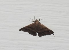 Phalaenostola larentioides