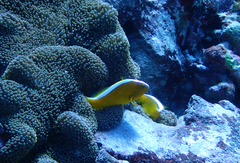 Amphiprion sandaracinos