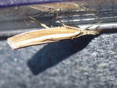 Agriphila latistria
