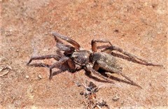 Encoptarthria
