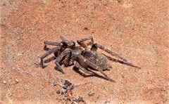 Encoptarthria