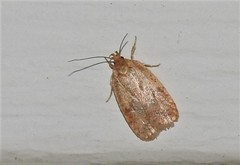 Agonopterix thelmae