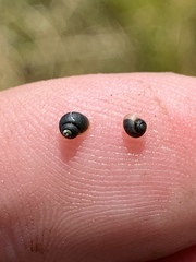 Fluminicola turbiniformis