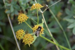 Bupleurum americanum