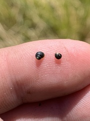 Fluminicola turbiniformis