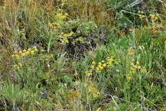 Bupleurum americanum