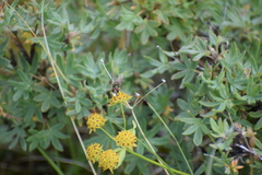 Bupleurum americanum