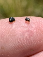 Fluminicola turbiniformis