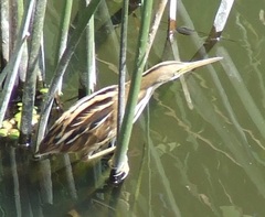 Ixobrychus involucris