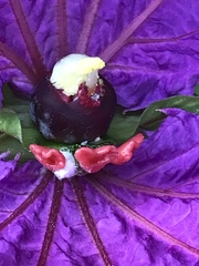 Dalechampia dioscoreifolia