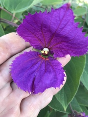 Dalechampia dioscoreifolia