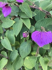 Dalechampia dioscoreifolia