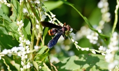 Poecilopompilus algidus