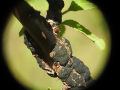 Apiosporina
