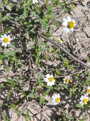 Melampodium cinereum
