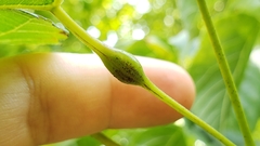 Neolasioptera vitinea