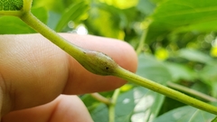 Neolasioptera vitinea