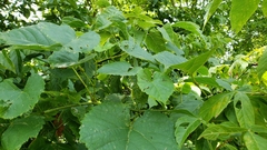 Neolasioptera vitinea