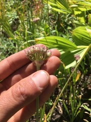 Allium tolmiei