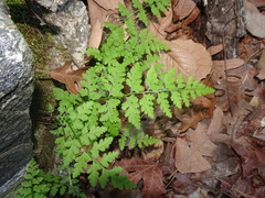 Cystopteris reevesiana