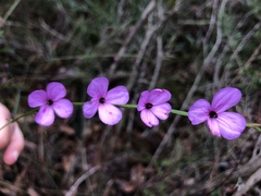 Tetratheca juncea