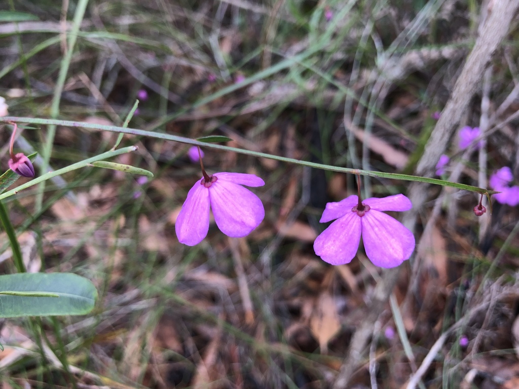 Tetratheca juncea