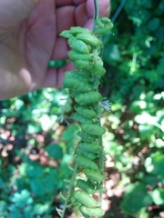 Actaea elata elata