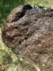 Fluminicola turbiniformis