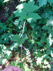 Actaea elata elata