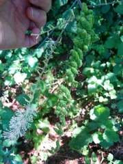 Actaea elata elata
