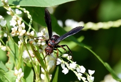 Poecilopompilus algidus