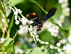 Poecilopompilus algidus