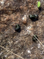 Fluminicola turbiniformis