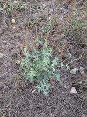 Mentzelia oligosperma