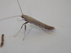 Aspilapteryx tringipennella