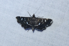 Diathrausta