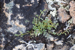 Podistera yukonensis