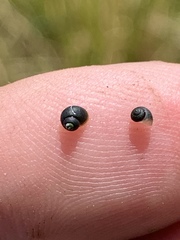 Fluminicola turbiniformis