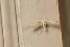 Hellinsia sulphureodactylus