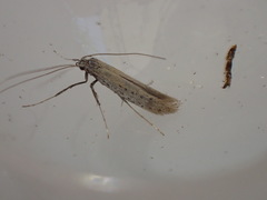 Aspilapteryx tringipennella