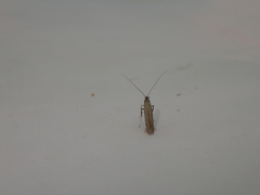 Aspilapteryx tringipennella