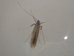 Aspilapteryx tringipennella