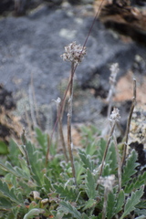 Phacelia mollis