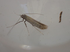 Aspilapteryx tringipennella