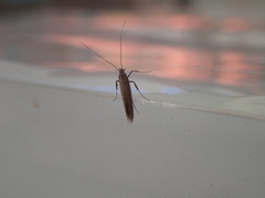 Aspilapteryx tringipennella