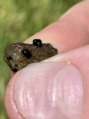 Fluminicola turbiniformis