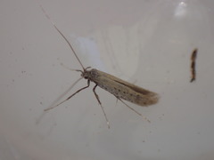 Aspilapteryx tringipennella